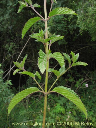 Imágen de Mentha aquatica (Hierba buena / Bergamota / Sándalo de agua). Haga un clic para aumentar parte de imágen.